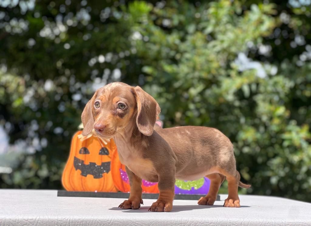 Dachshund《RESERVAR AHORA》   